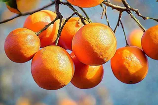 树枝上的橘子橙子高挂丰收成熟摄影图