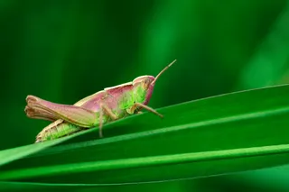 绿意盎然间的粉红蚱蜢