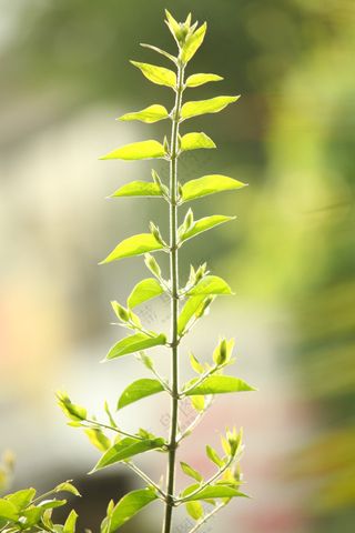 绿色清新植物叶子