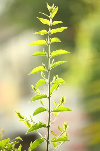 绿色清新植物叶子