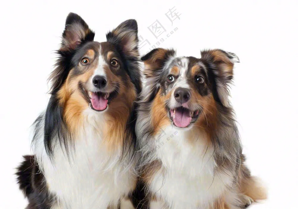 萌宠宠物猫狗动物免抠