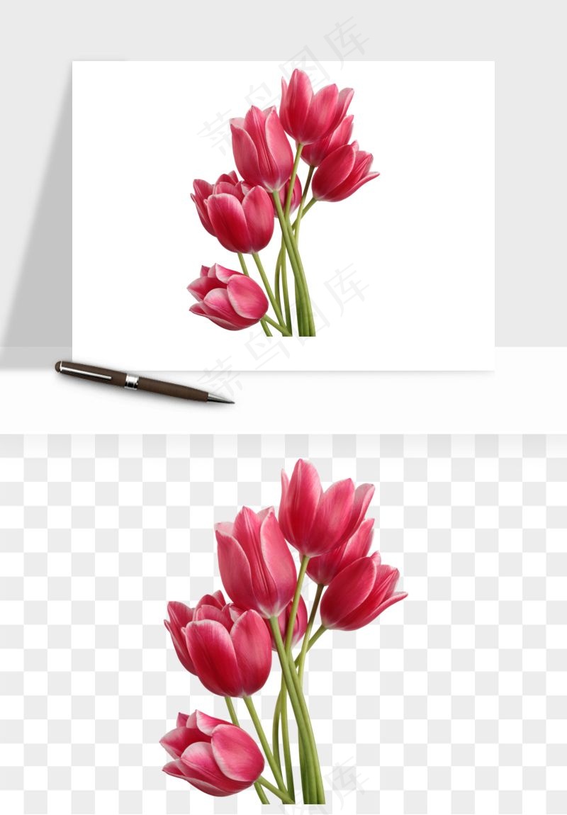 荷兰郁金香鲜花png免抠