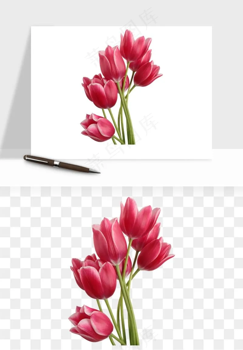 荷兰郁金香鲜花png免抠