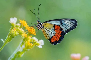 蝴蝶昆虫春天植物摄影图