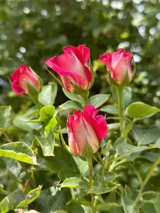 野玫瑰花苞图片