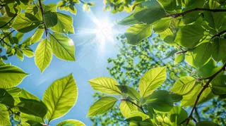 春夏绿荫蓝天阳光摄影图