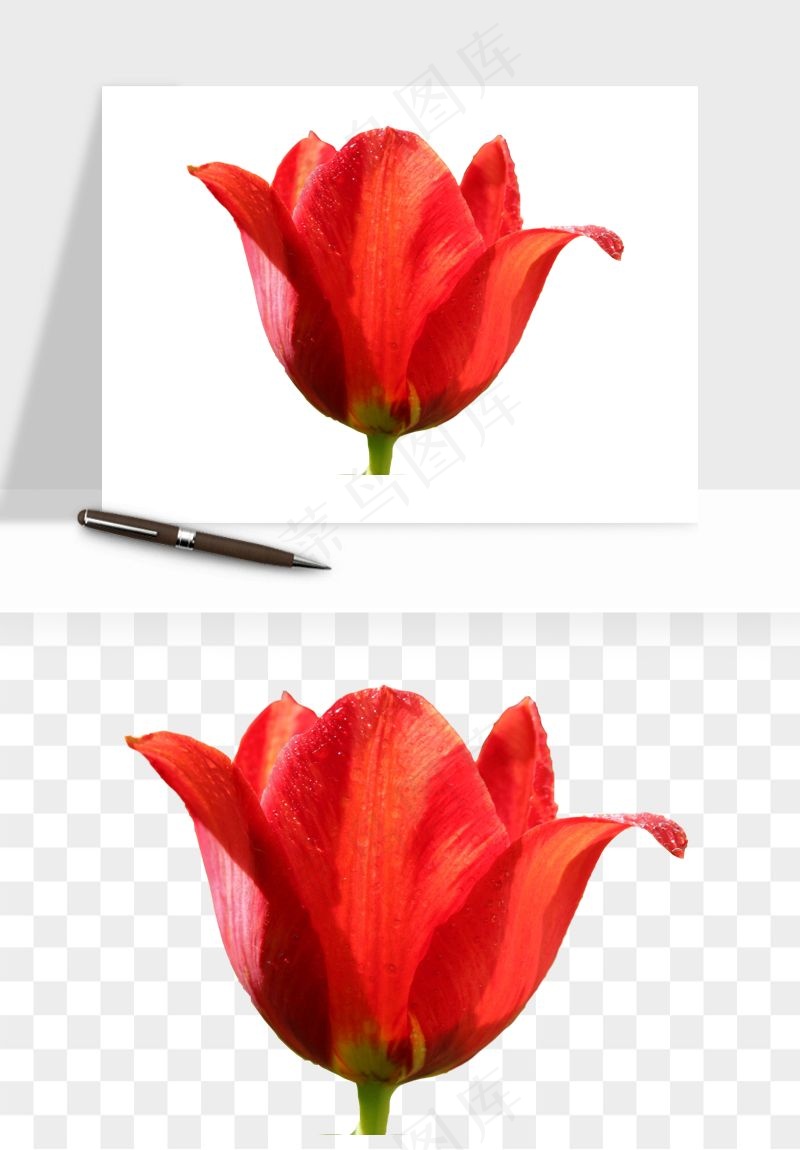 荷兰郁金香鲜花png免抠