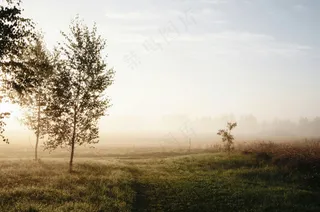 雾晨田野小径·朦胧诗意·黄绿蓝调·宁静装饰
