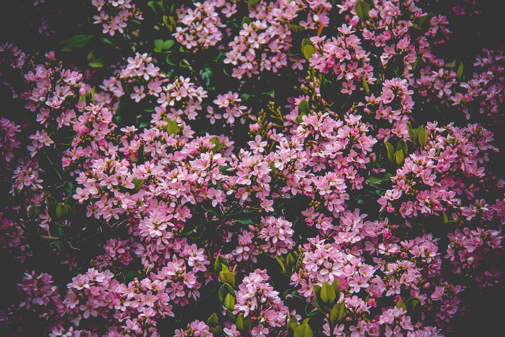 樱粉繁花古典韵 翠叶点缀装饰画