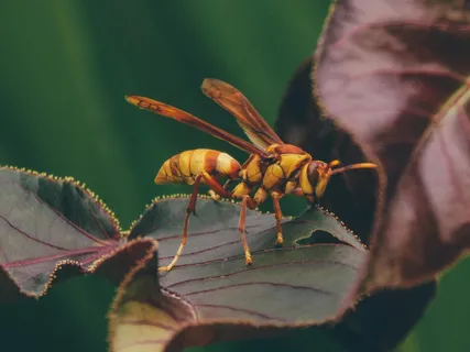 缤纷自然之翼舞绿叶 缤纷自然之翼舞绿叶