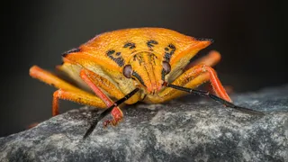 夜幕下的橙色神秘生物