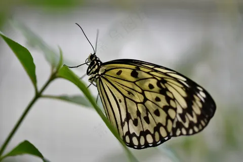 翠叶上的黄翅舞者