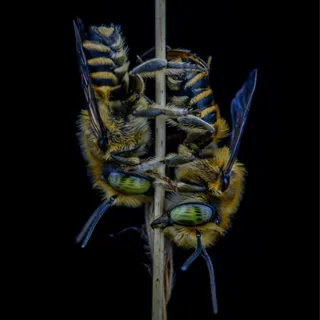 双虫攀茎特写·微距高清风·黄黑绿交融·自然观察图