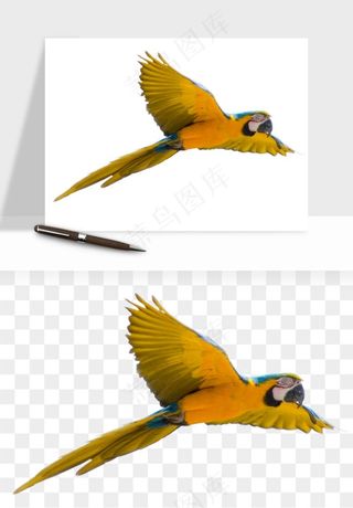 鹦鹉八哥鸟宠物png免抠
