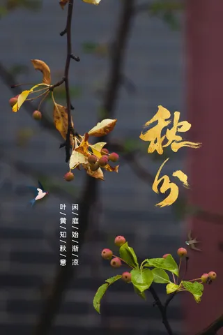 秋分节气传统活动海报