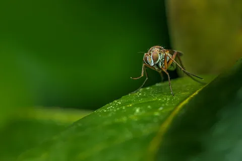 绿叶上的掠食者 绿叶上的掠食者
