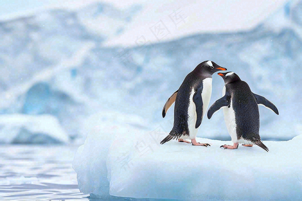 冰雪天地的企鹅寒冷动物摄影图