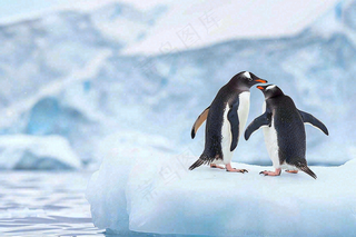 冰雪天地的企鹅寒冷动物摄影图