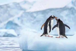 冰雪天地的企鹅寒冷动物摄影图