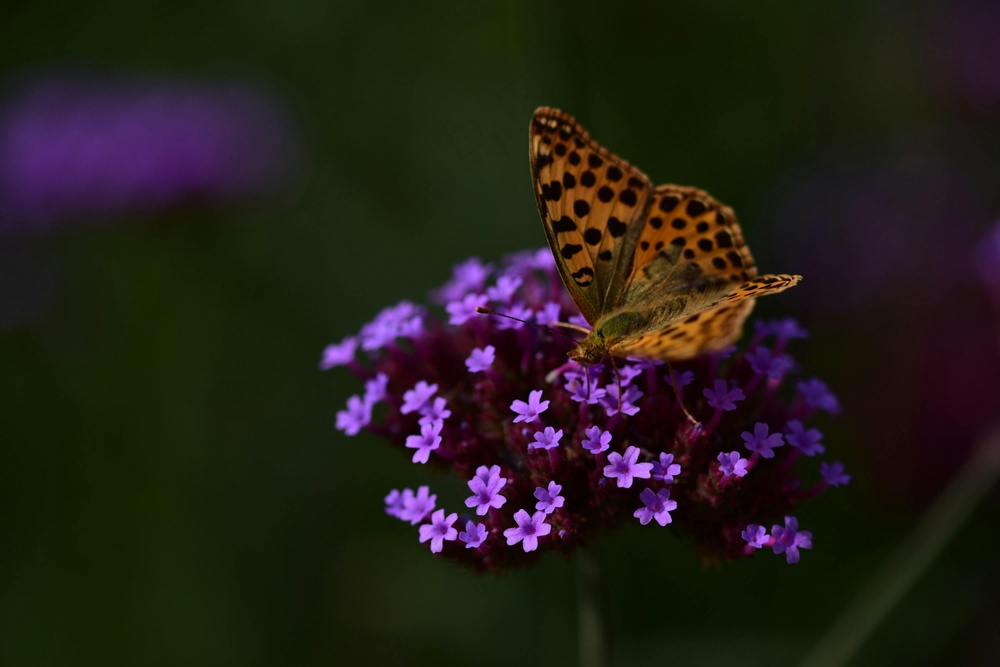 紫色花丛中的舞者