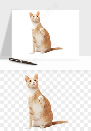 猫咪喵星人狗狗宠物元素png免抠