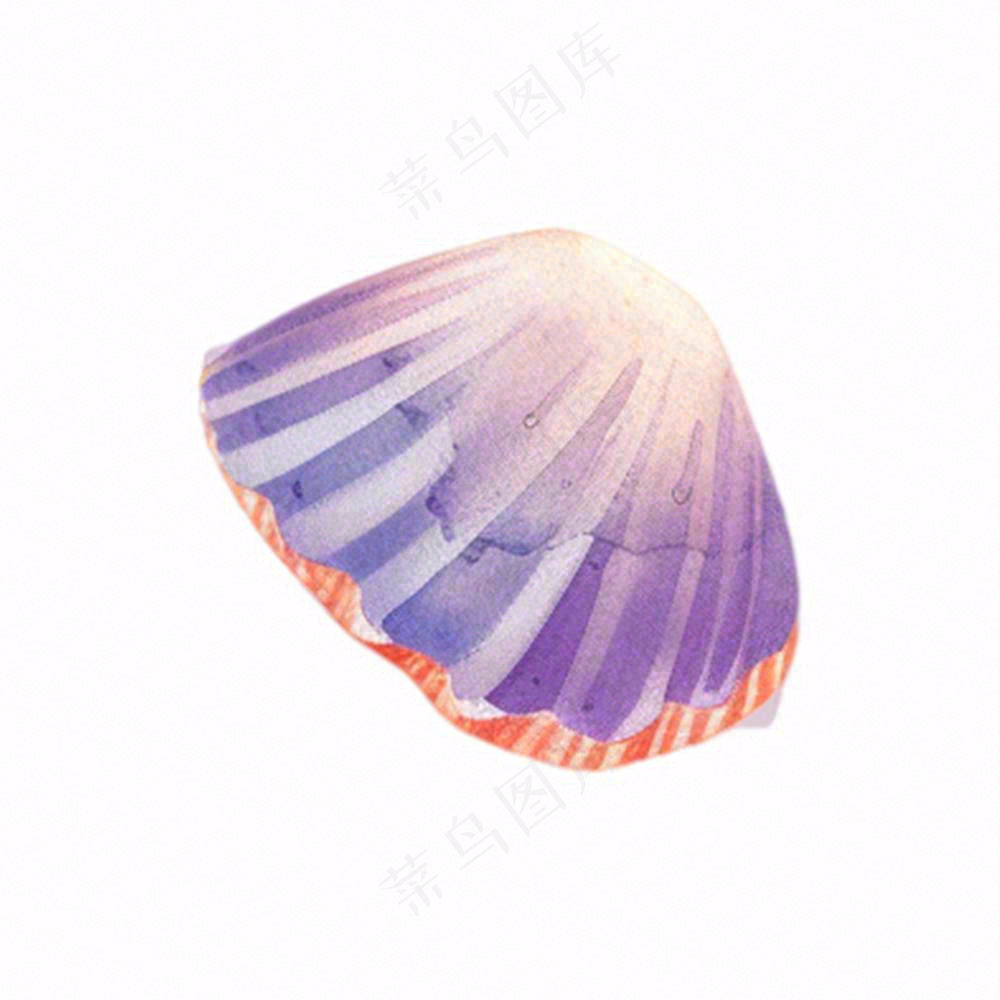 海洋扇贝贝壳卡通插画免抠
