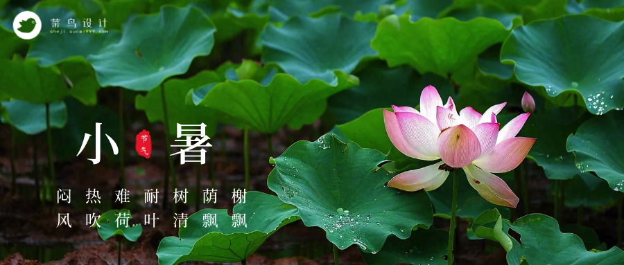 小暑公众号首图