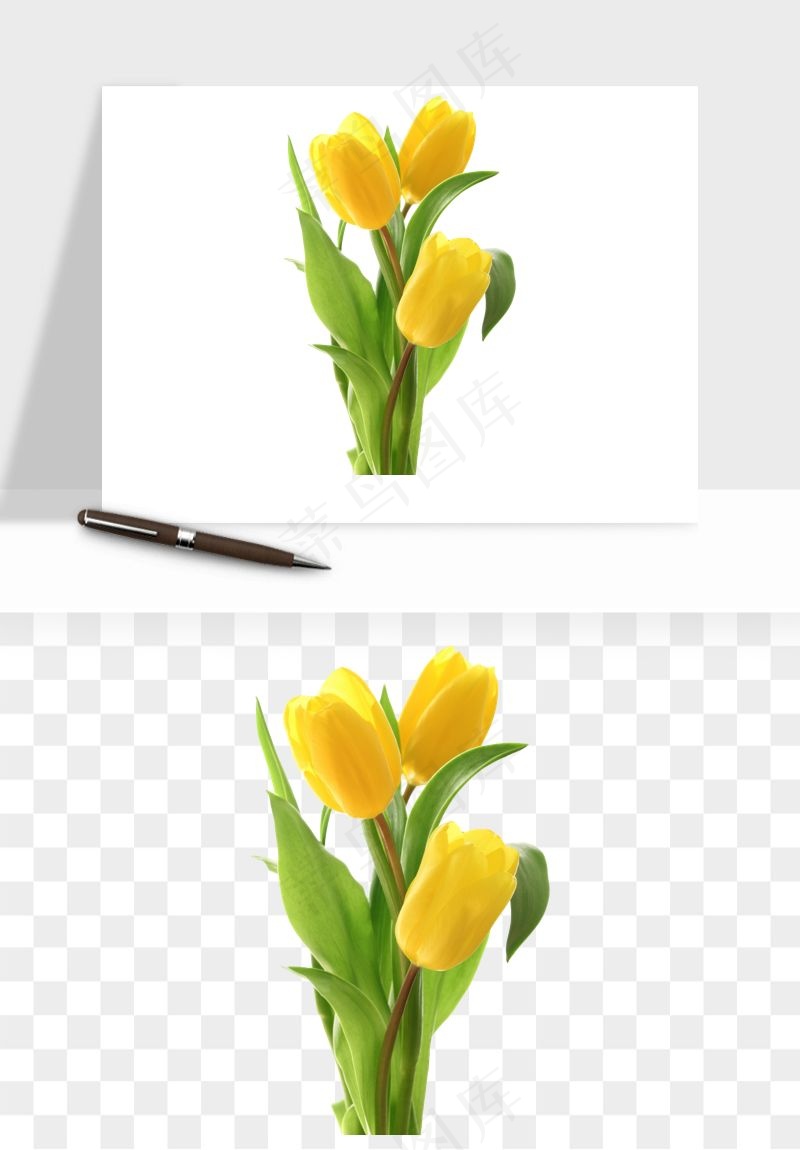 荷兰郁金香鲜花png免抠