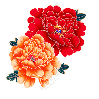 红色牡丹花素材