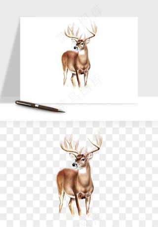 手绘梅花鹿小鹿麋鹿png免抠