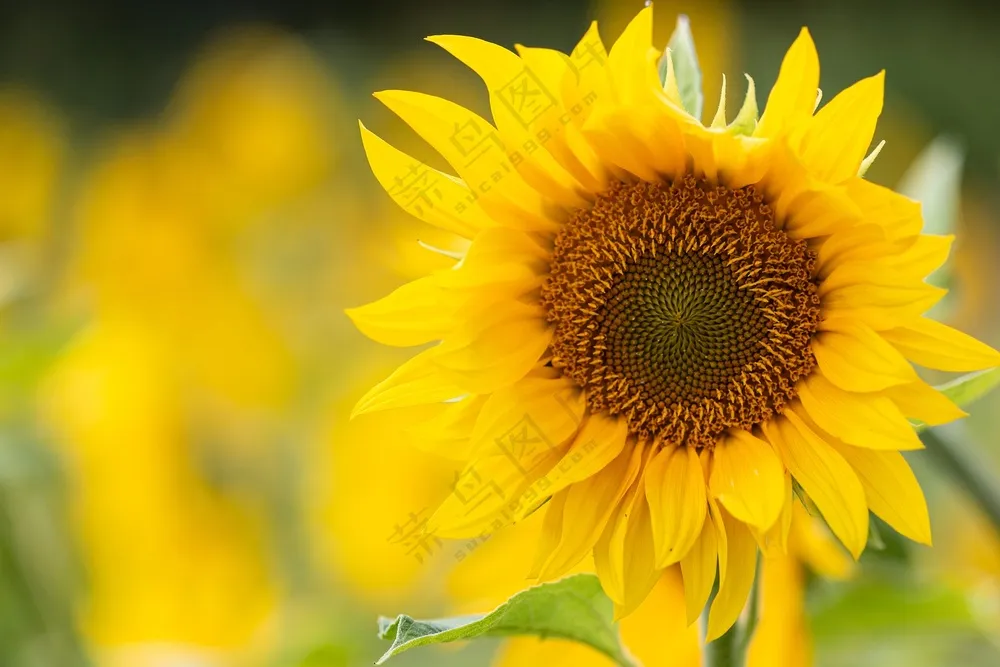 花田向日葵图片