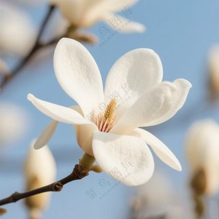 唯美玉兰花照片背景