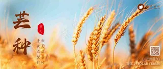芒种公众号首图