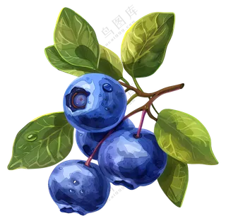 树枝上的蓝莓