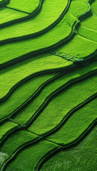 中国梯田绿色水稻小满劳动节摄影图