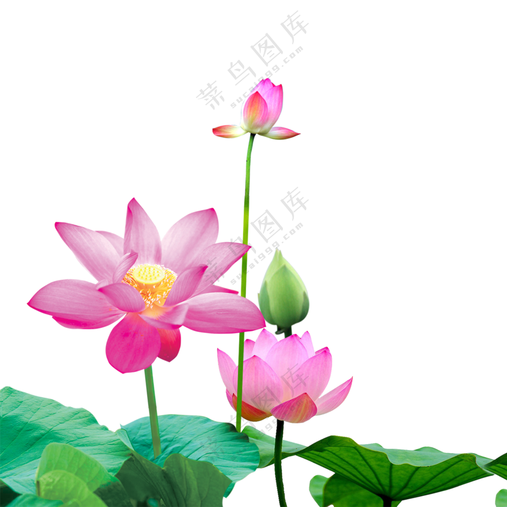 在花季盛开的荷花植物PNG图片素材