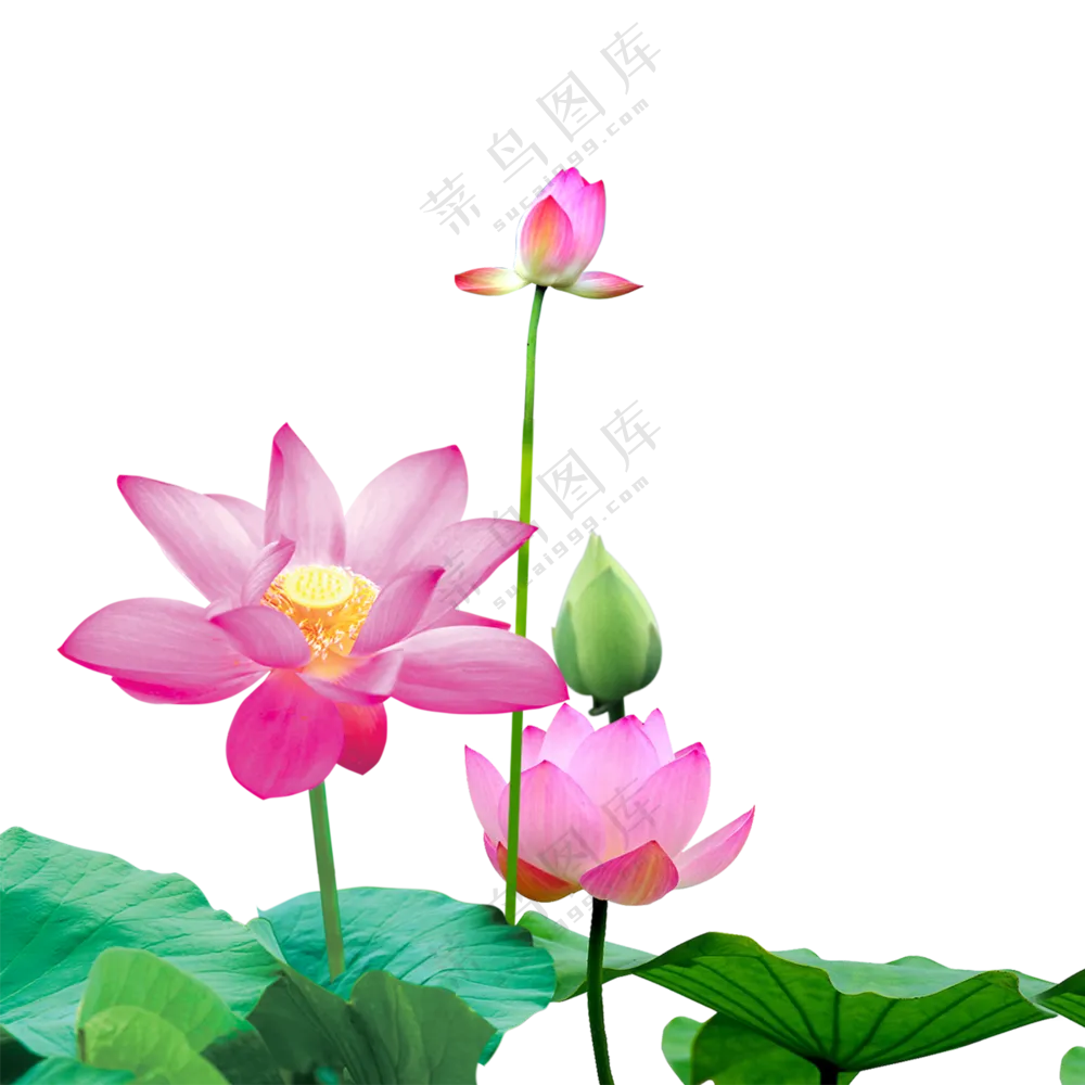 在花季盛开的荷花植物PNG图片素材