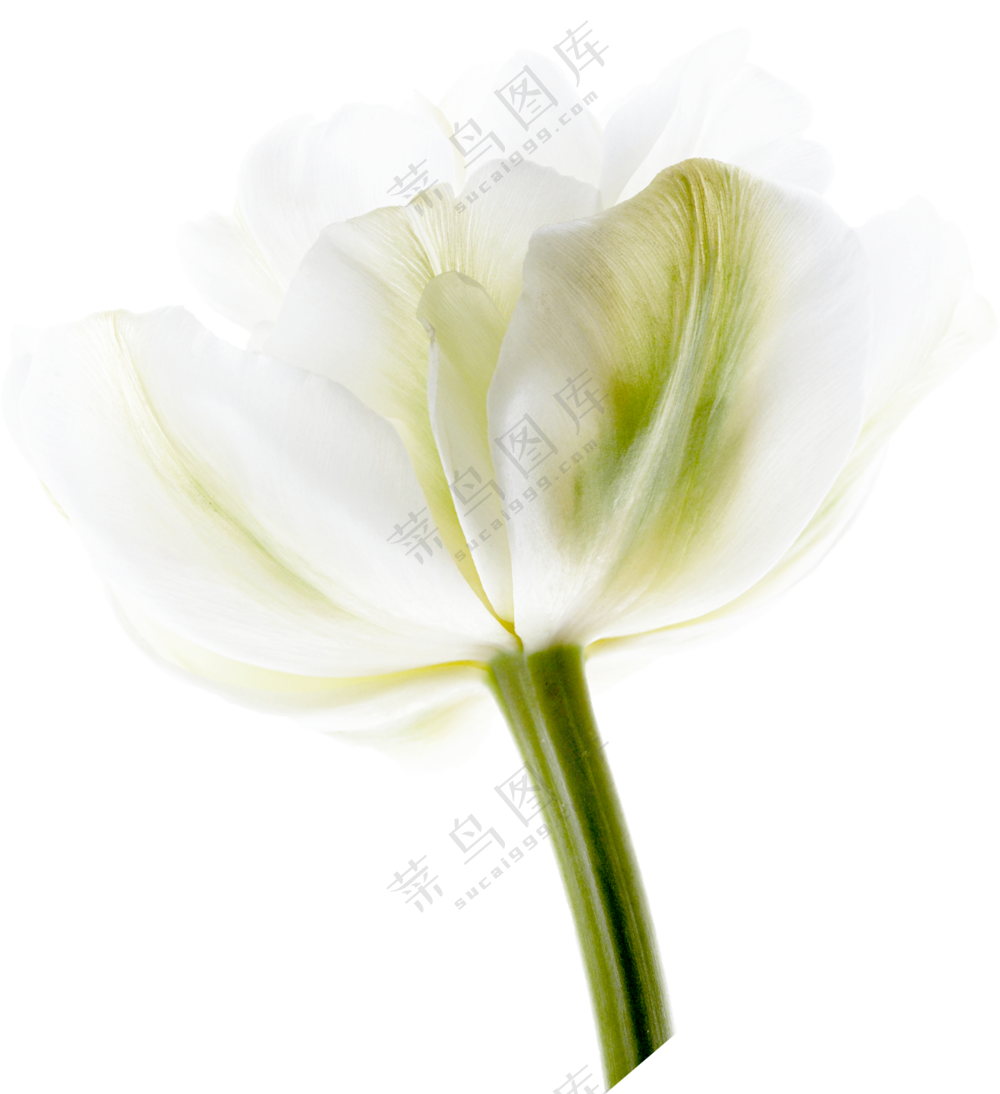 白色花朵免扣png
