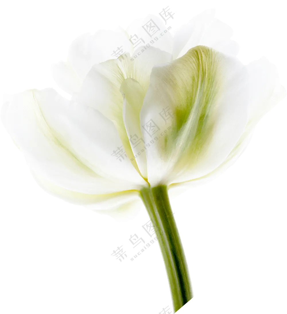 白色花朵免扣png