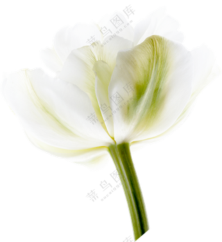 白色花朵免扣png