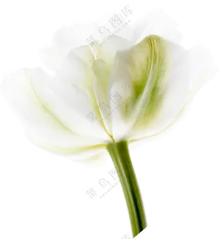 白色花朵免扣png