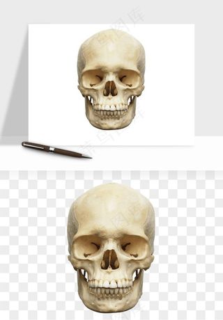 人体骨头png免抠
