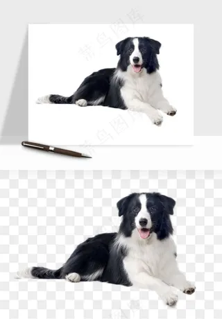 猫咪喵星人狗狗宠物元素png免抠