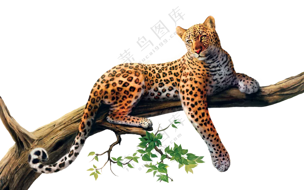 树干上休息的猎豹动物主题免抠图片