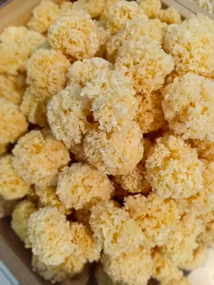 滋补食材银耳
