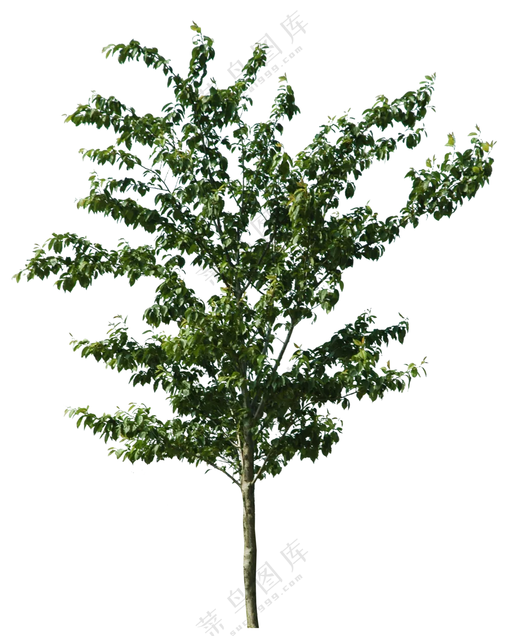 PNG免扣植物树木