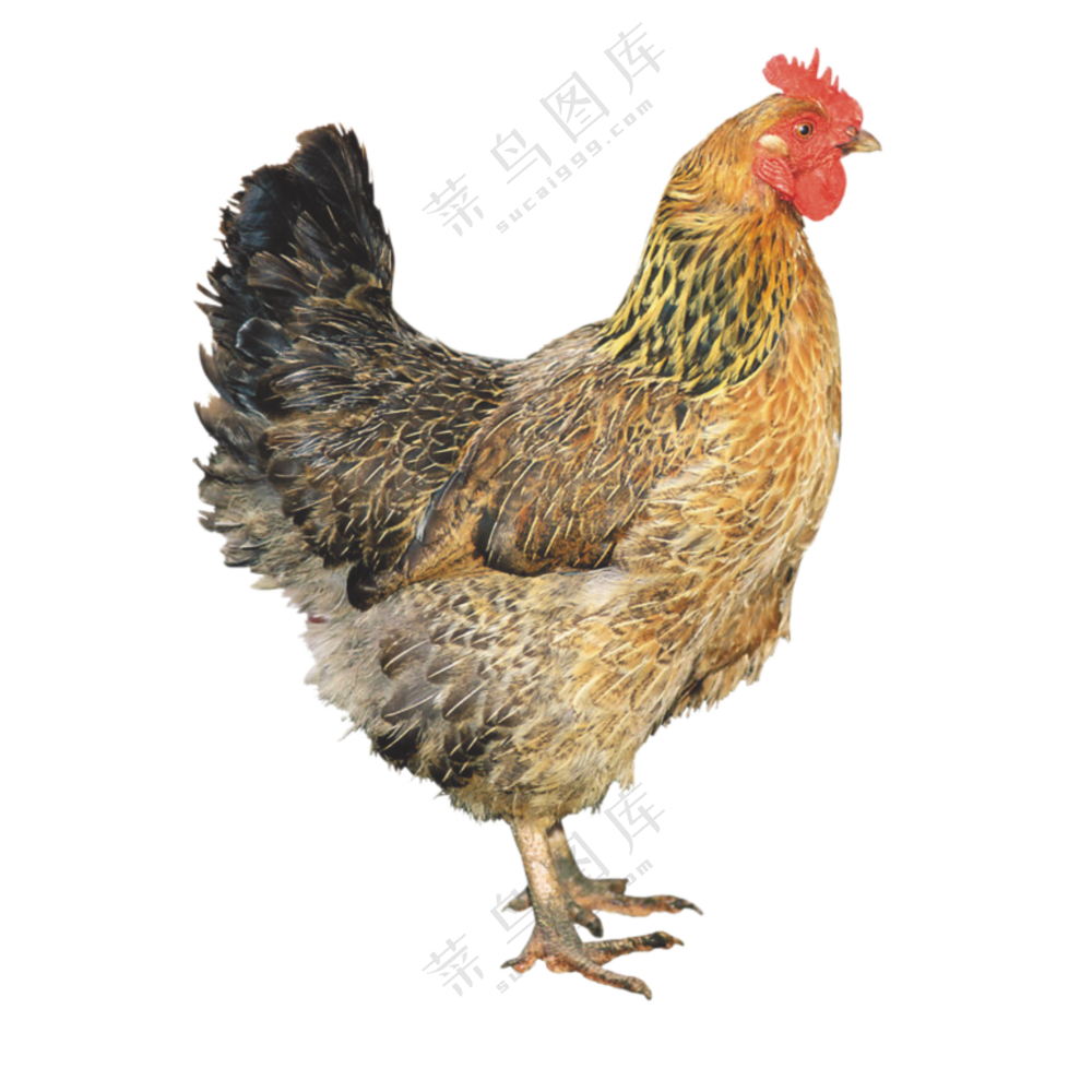 一只家禽母鸡主题免抠PNG图片素材