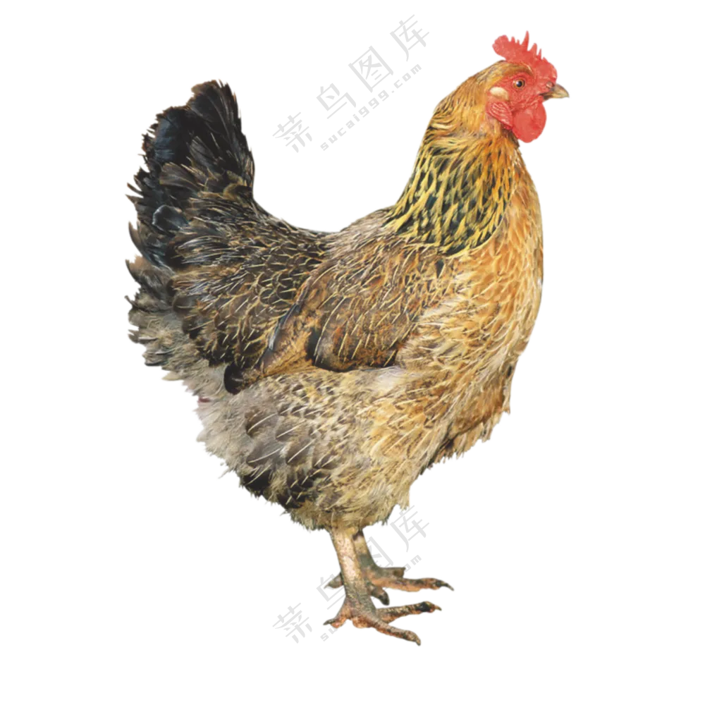 一只家禽母鸡主题免抠PNG图片素材