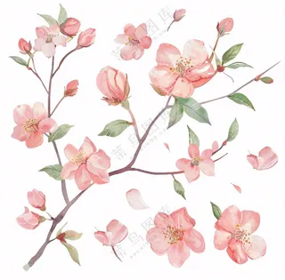 春天粉色花朵树枝插画免抠