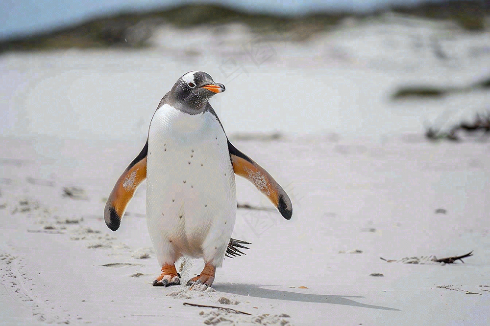 冰雪天地的企鹅寒冷动物摄影图